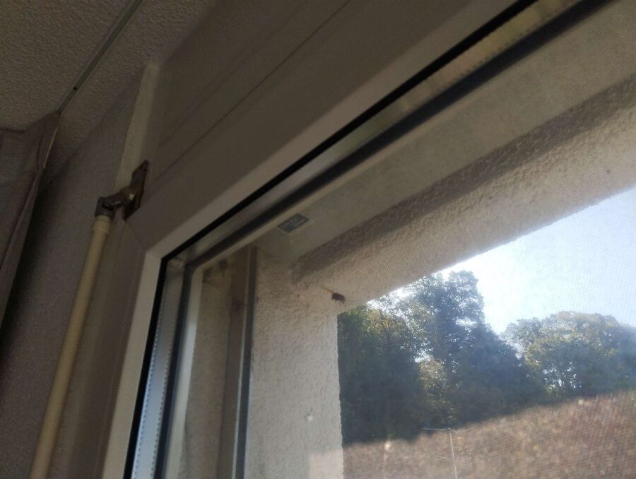 Bee nest at the house remove