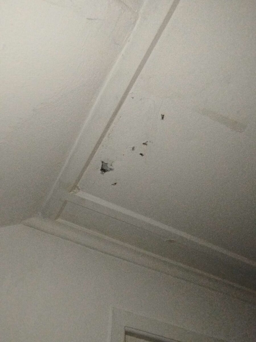 Relocate bees & remove bee nest