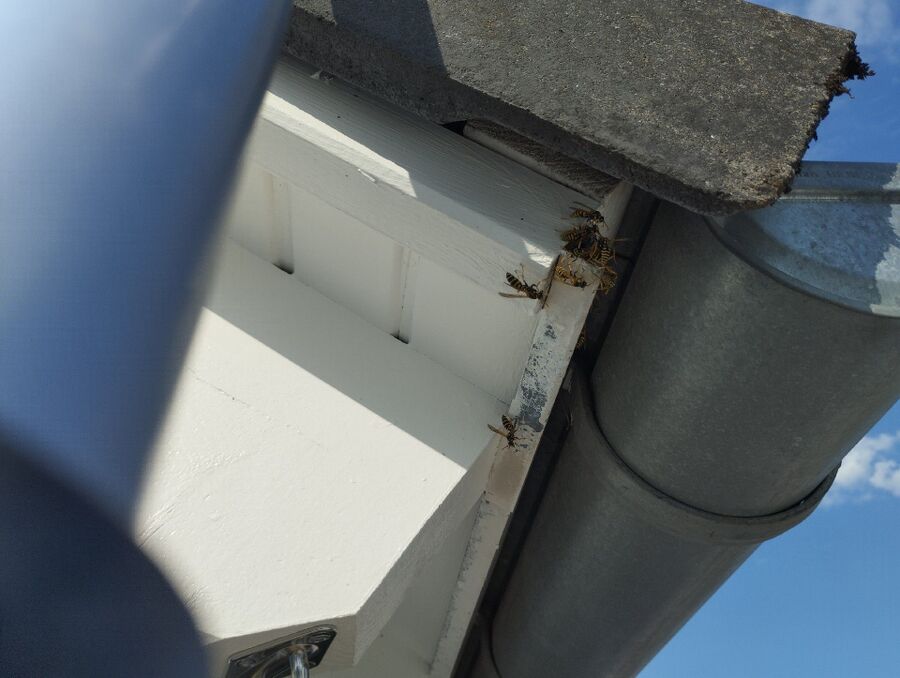 Bee nest at the house remove