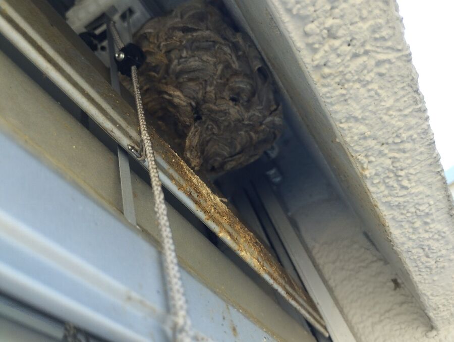 Relocate bees & remove bee nest