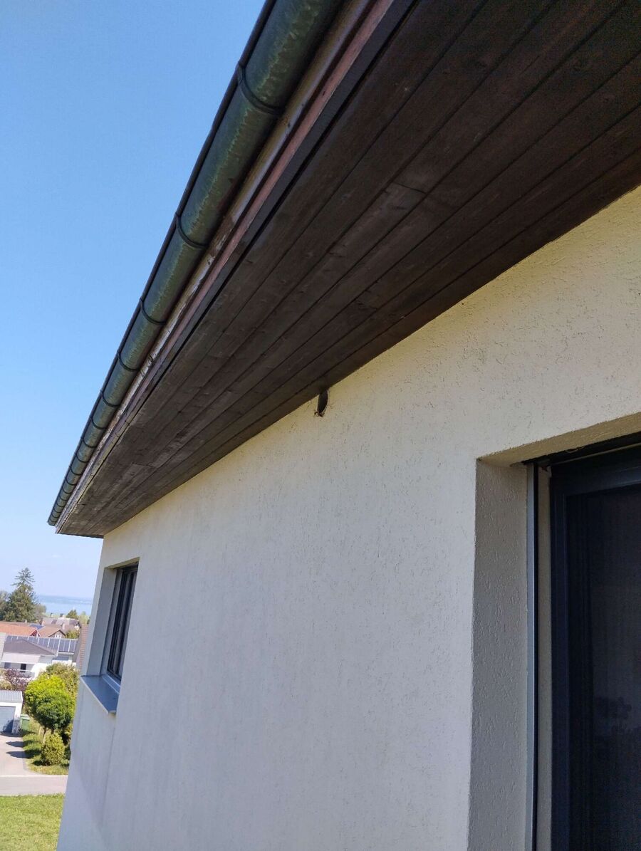 Relocate bees & remove bee nest