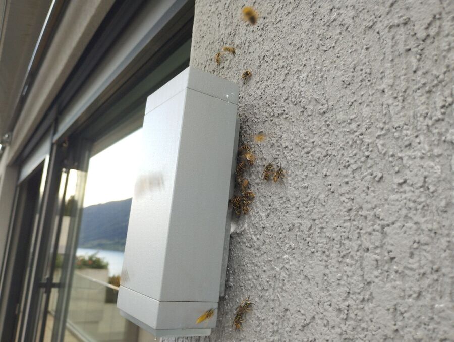 Relocate bees & remove bee nest