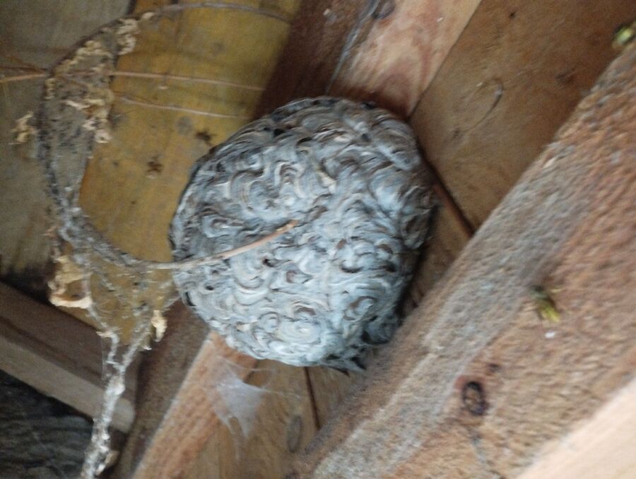 Remove bee nest