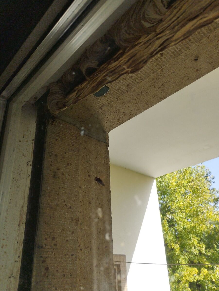 Relocate bees & remove bee nest