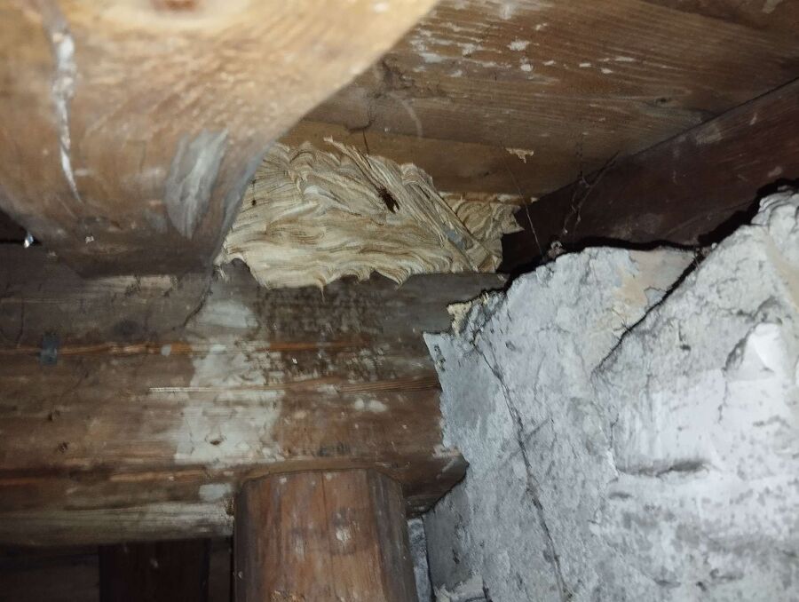 Bee nest at the house remove