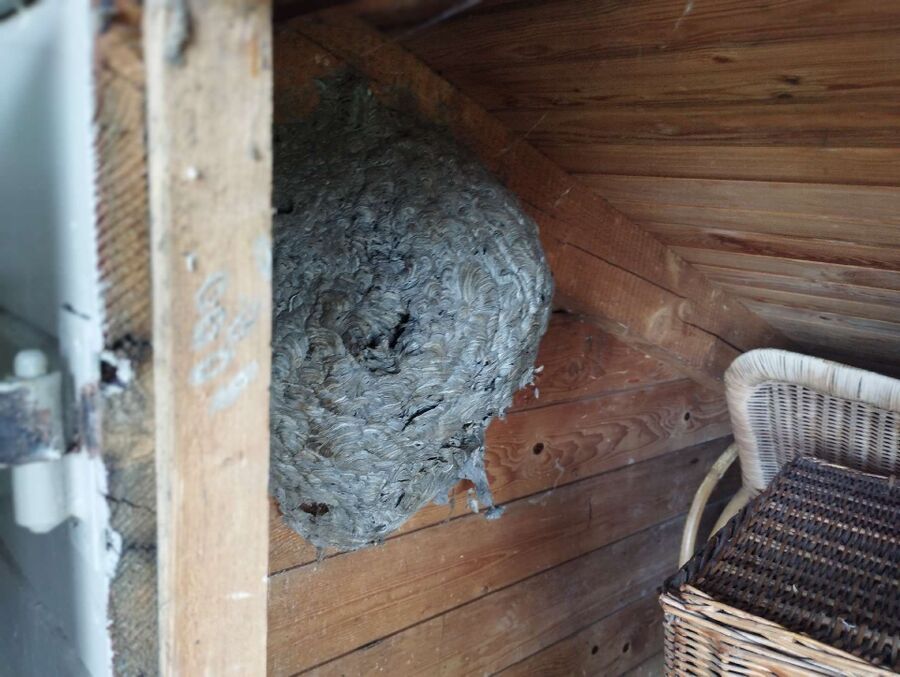 Bee nest at the house remove