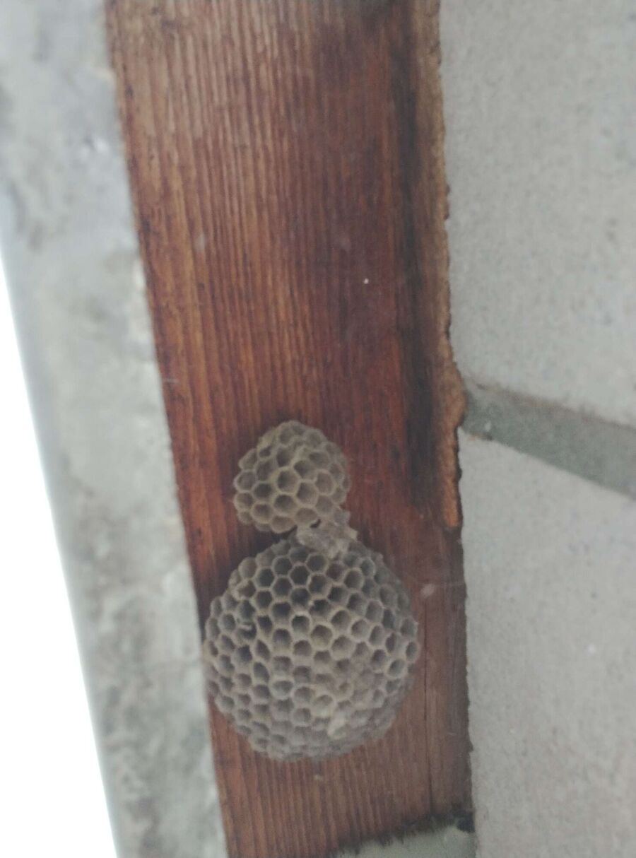 Remove bee nest