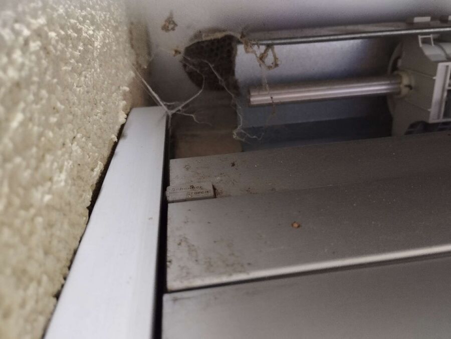 Bee nest at the house remove