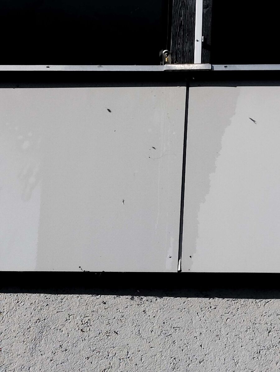 Relocate bees & remove bee nest