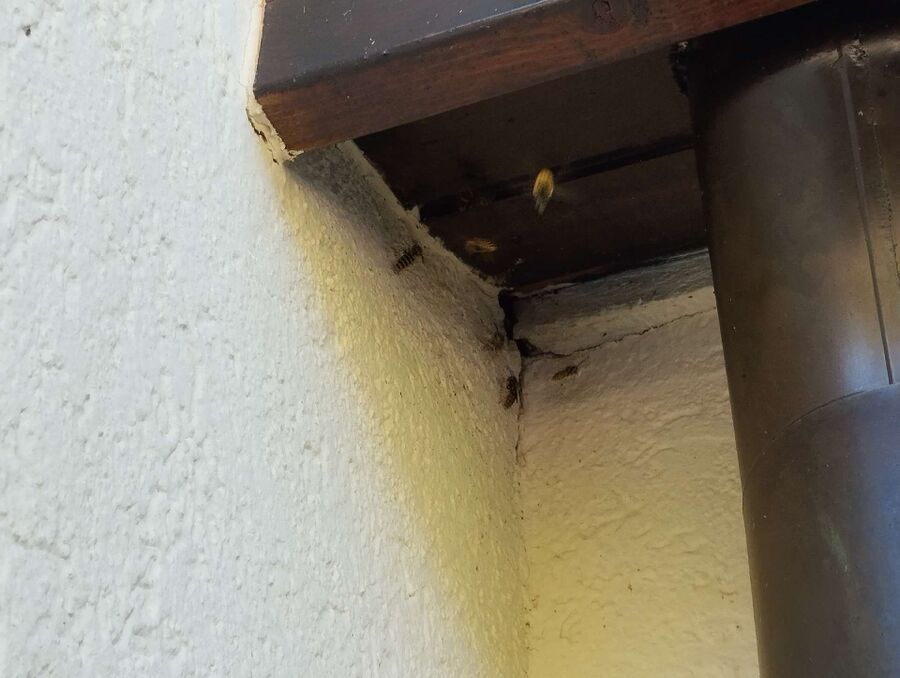 Bee nest at the house remove