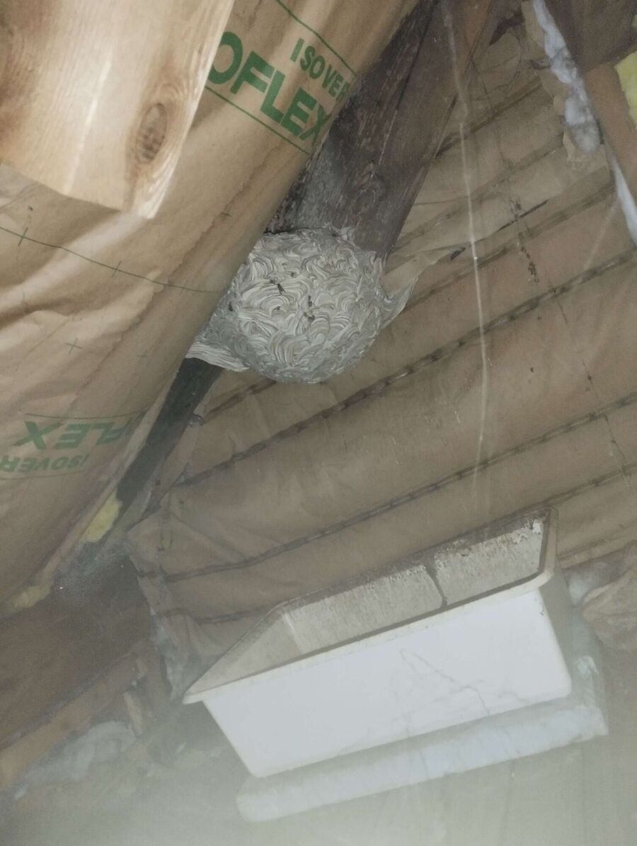 Relocate bees & remove bee nest