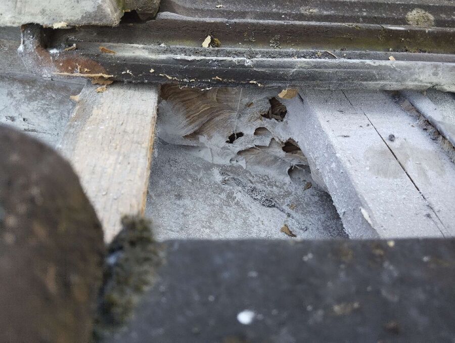 Relocate bees & remove bee nest