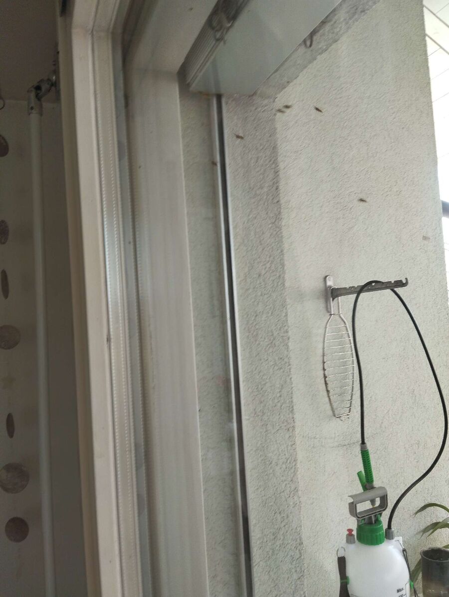 Relocate bees & remove bee nest