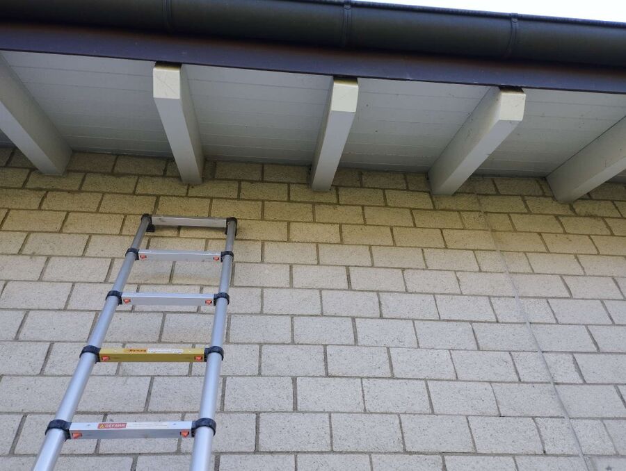 Relocate bees & remove bee nest