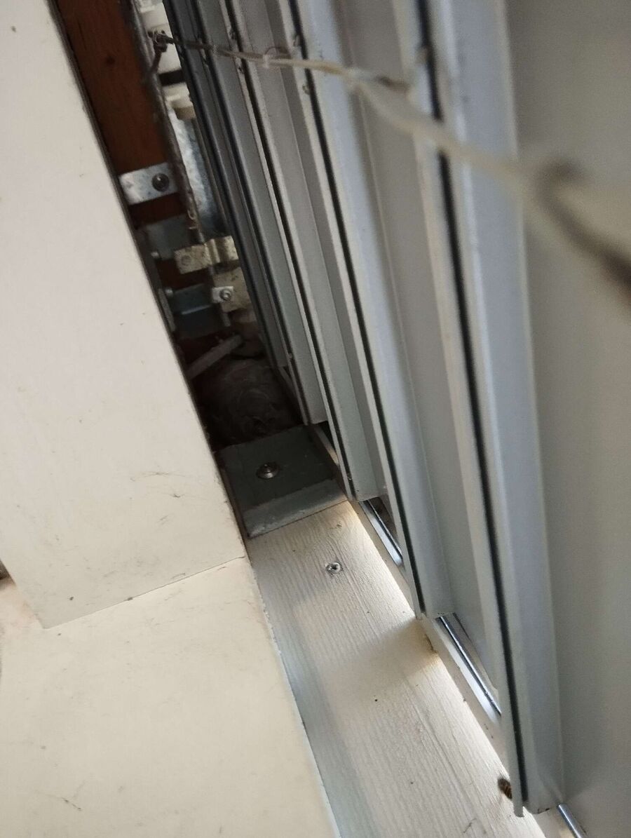 Relocate bees & remove bee nest