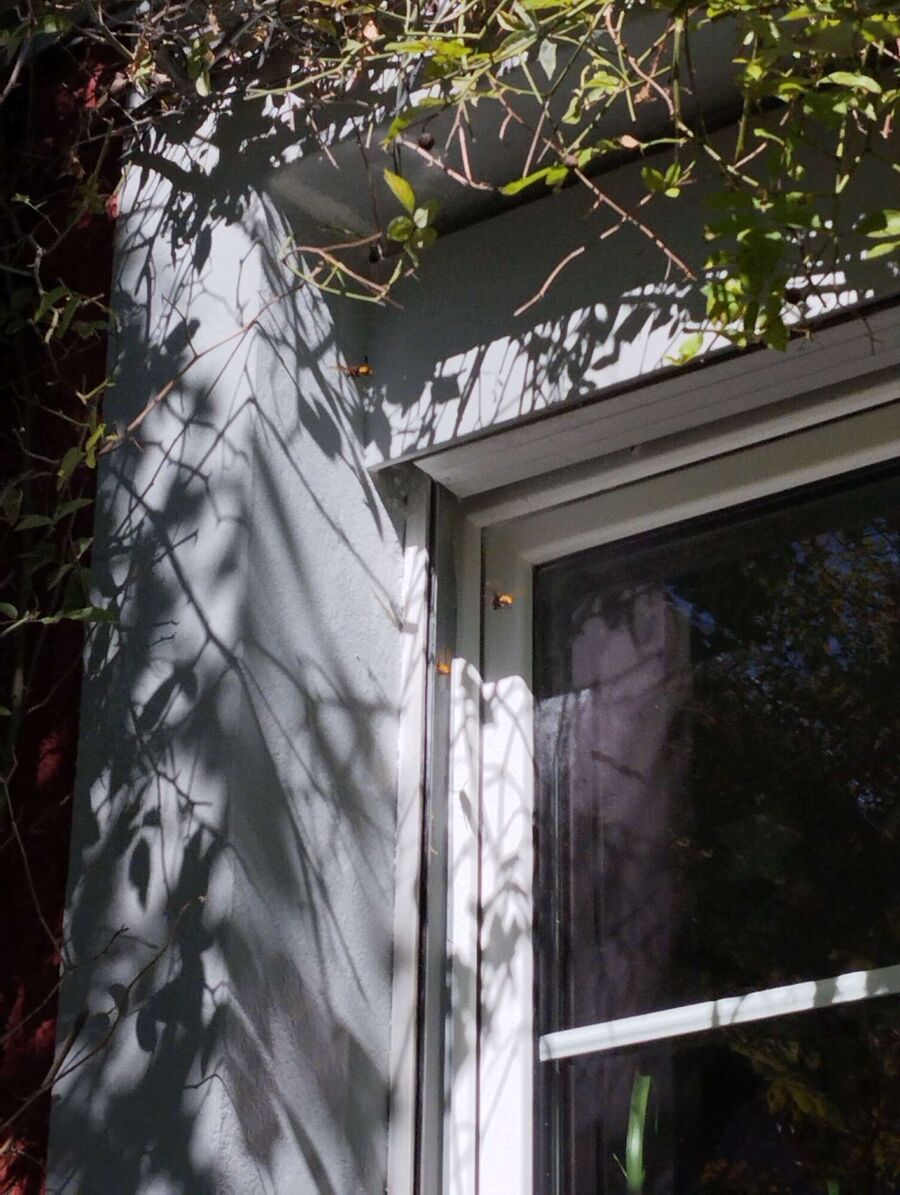 Bee nest at the house remove