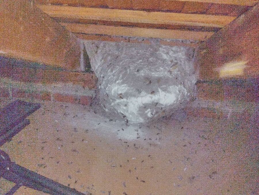 Bee nest at the house remove