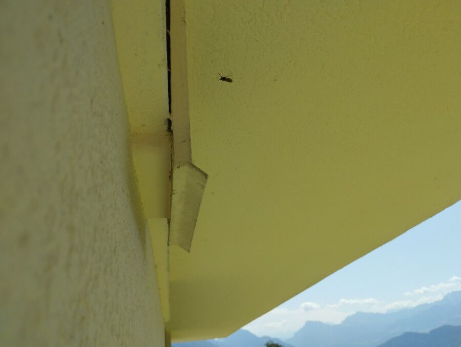 Bee nest at the house remove