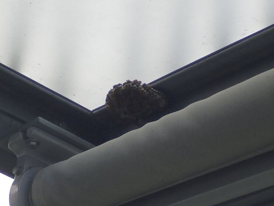 Relocate bees & remove bee nest