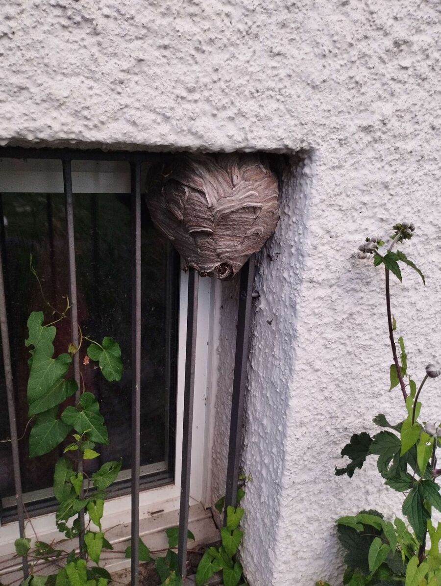 Bee nest at the house remove