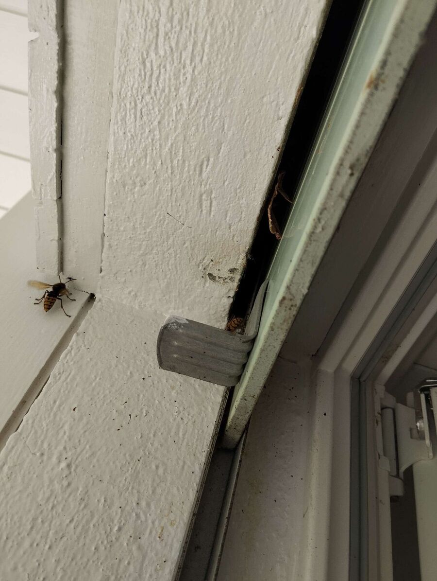 Bee nest at the house remove