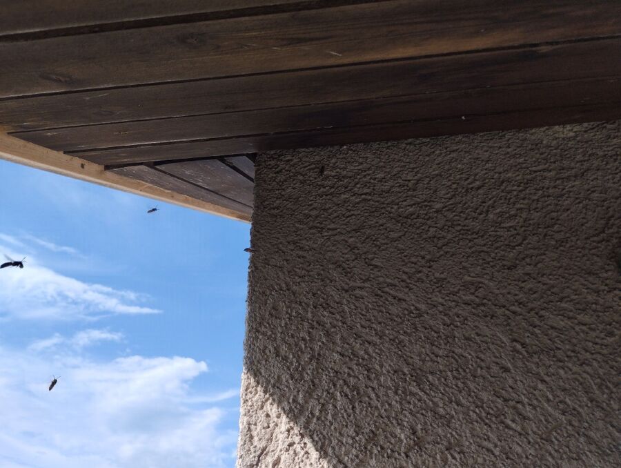 Relocate bees & remove bee nest