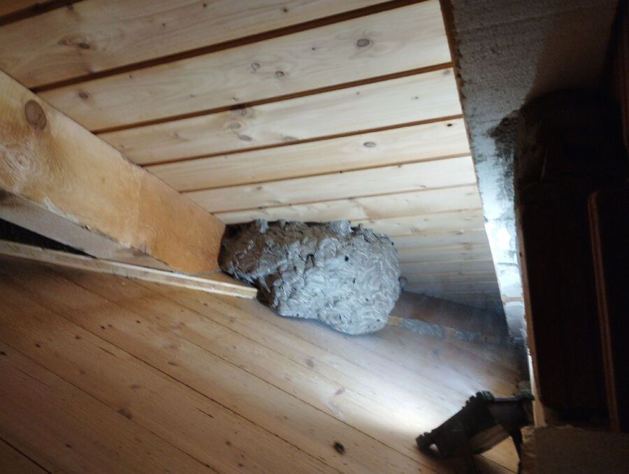 Relocate bees & remove bee nest