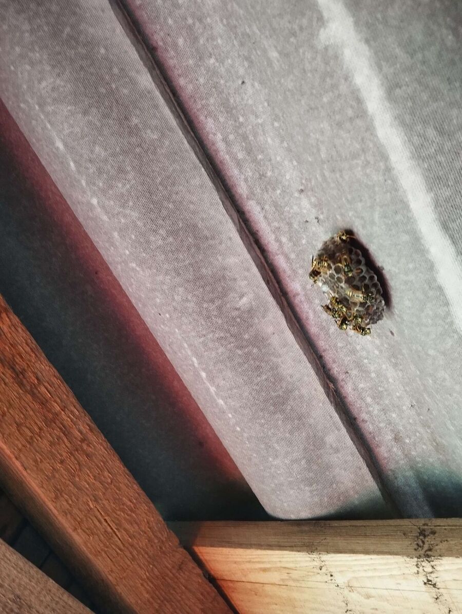 Bee nest at the house remove