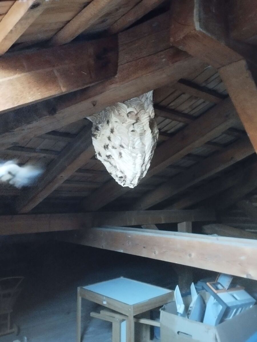 Bee nest at the house remove
