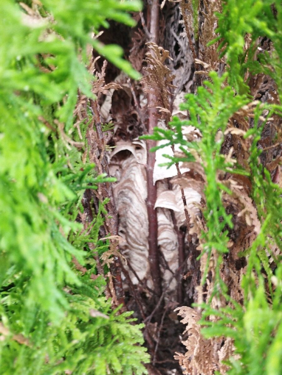 Relocate bees & remove bee nest