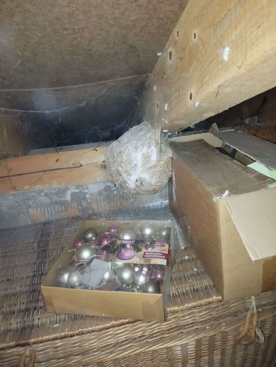 Relocate bees & remove bee nest