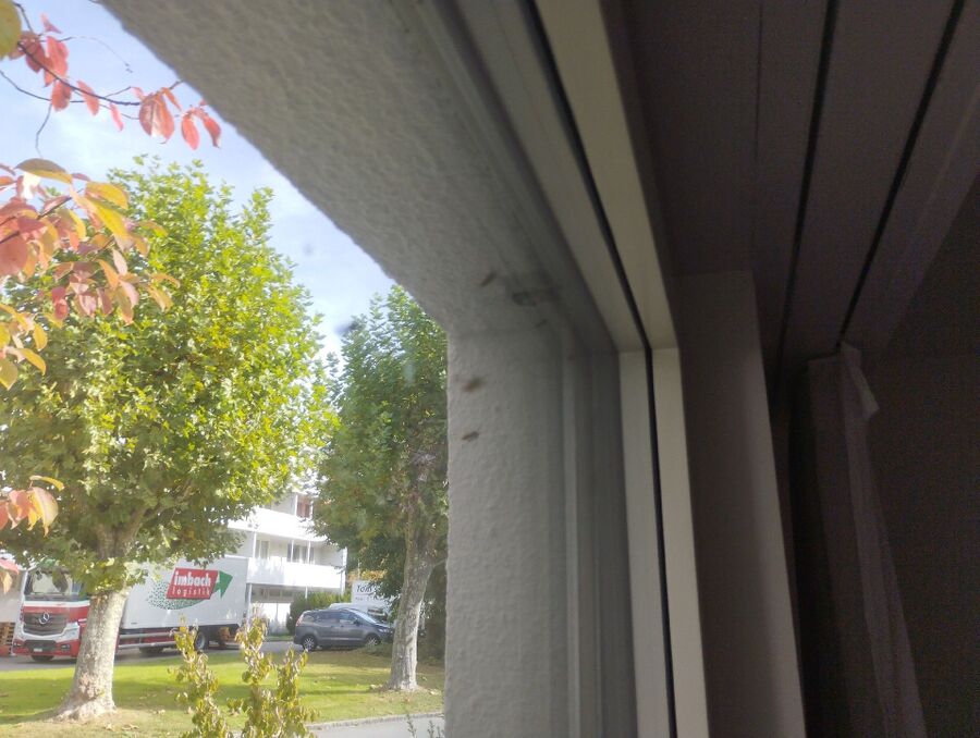 Bee nest at the house remove