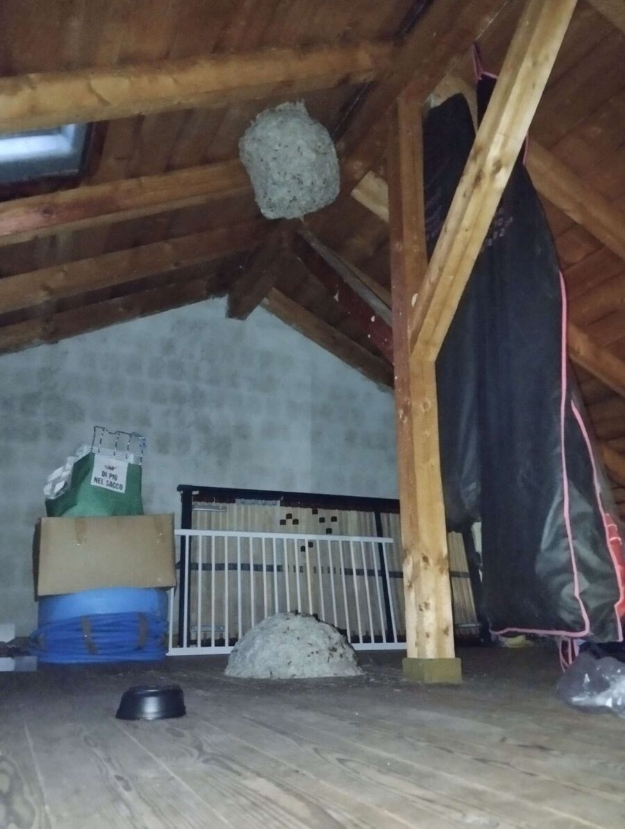 Relocate bees & remove bee nest