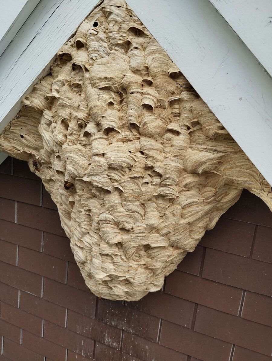 Remove bee nest