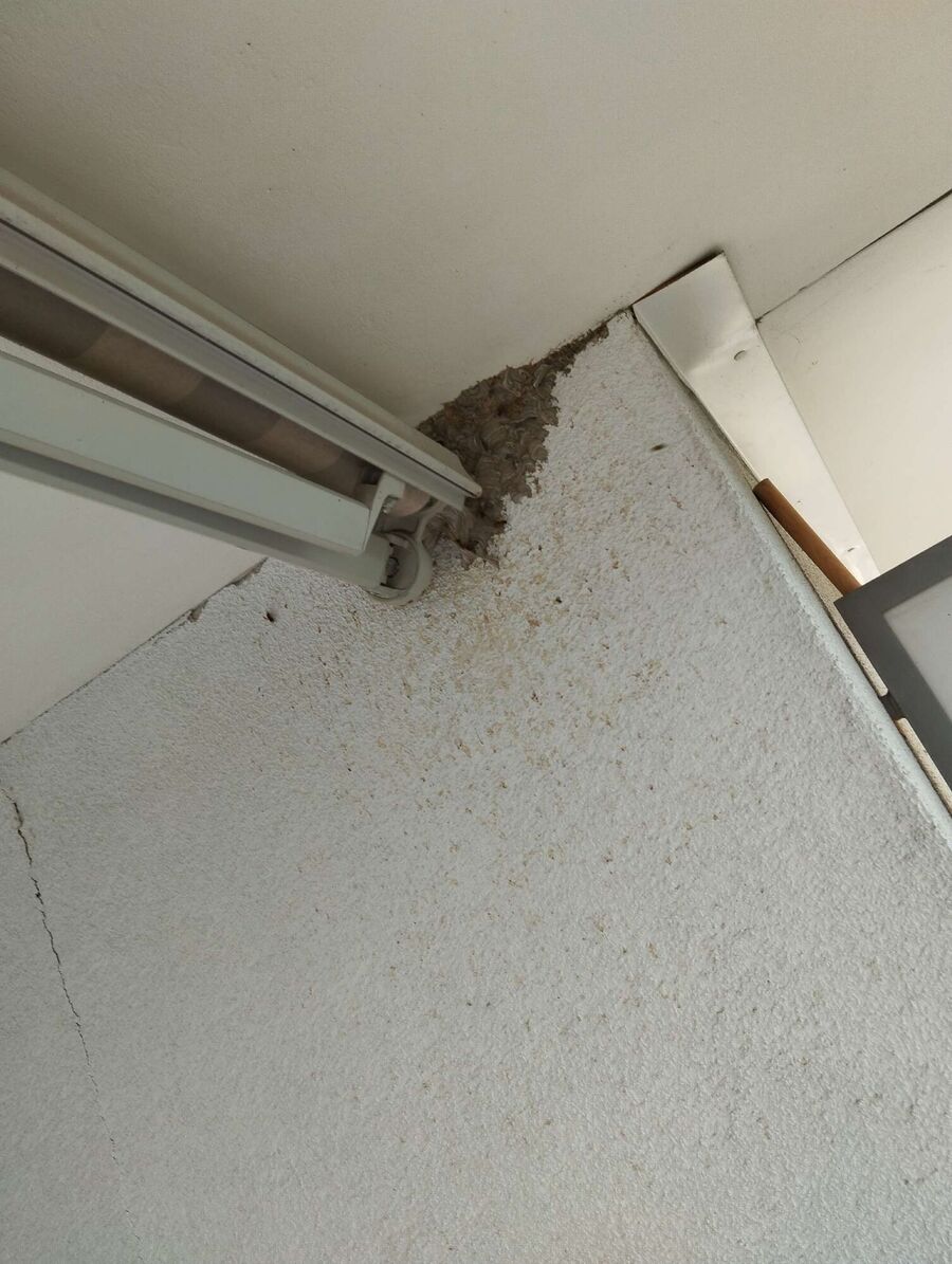 Bee nest at the house remove