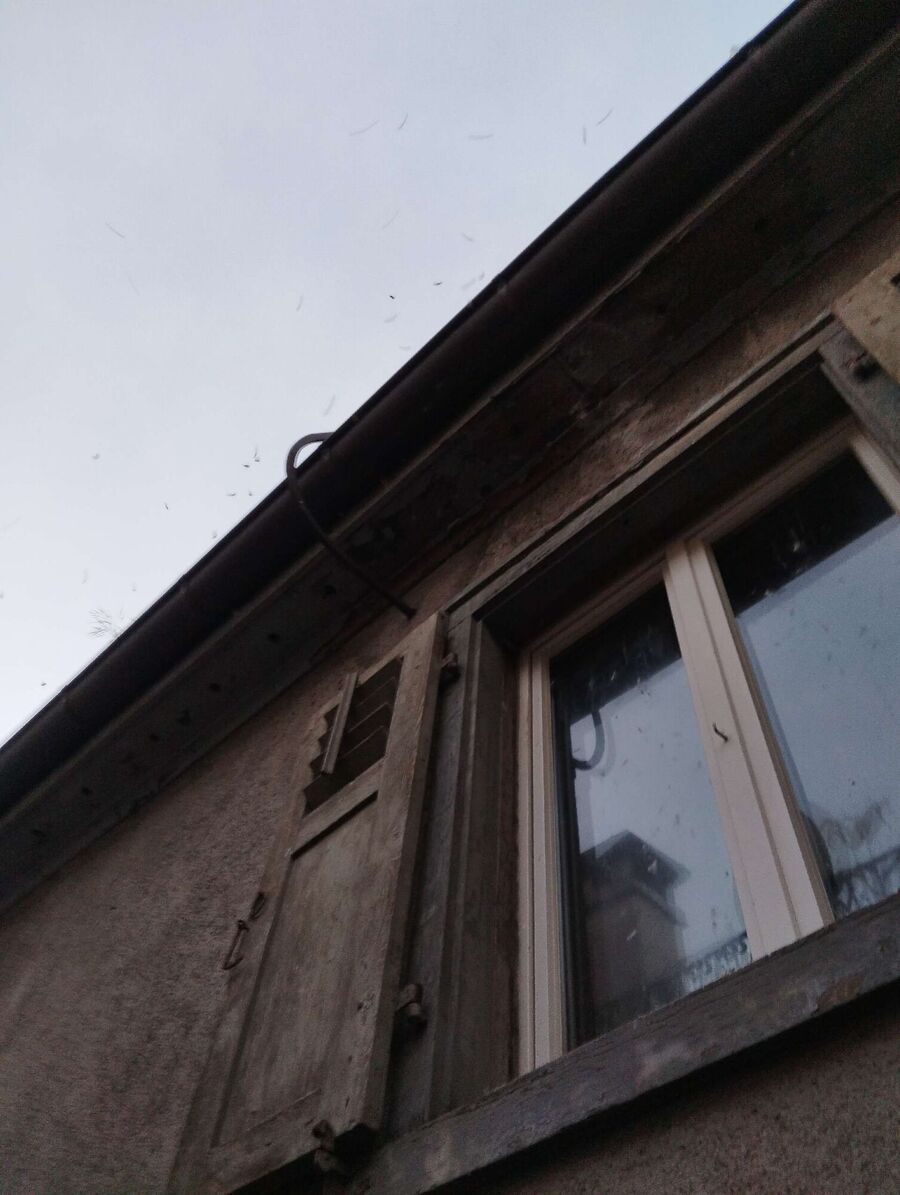 Relocate bees & remove bee nest