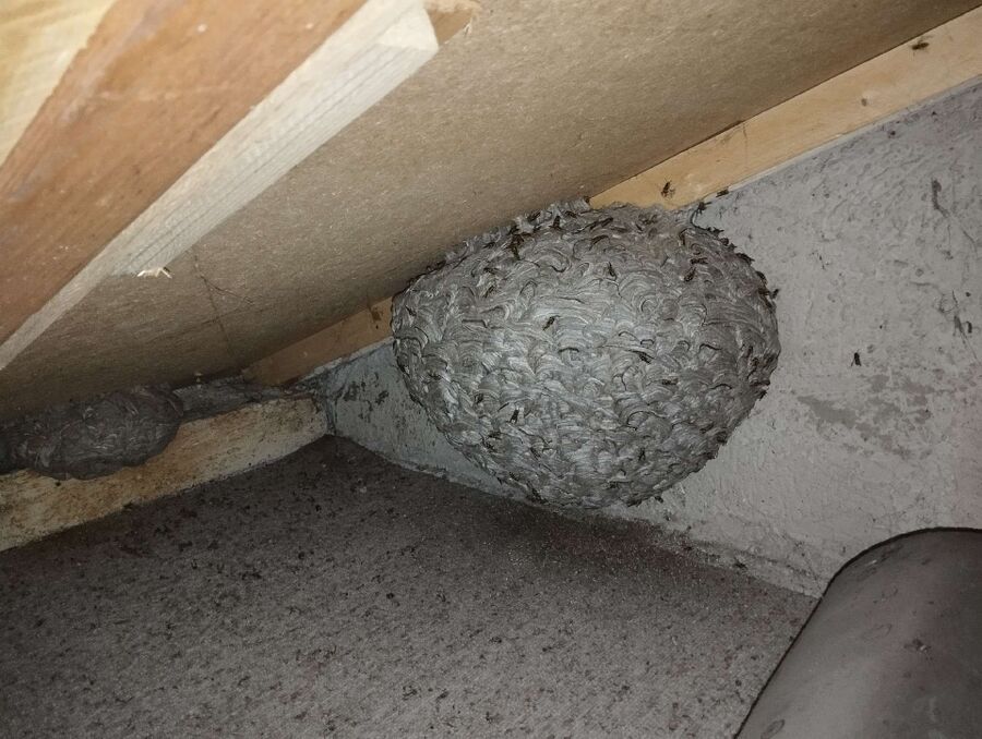 Bee nest at the house remove