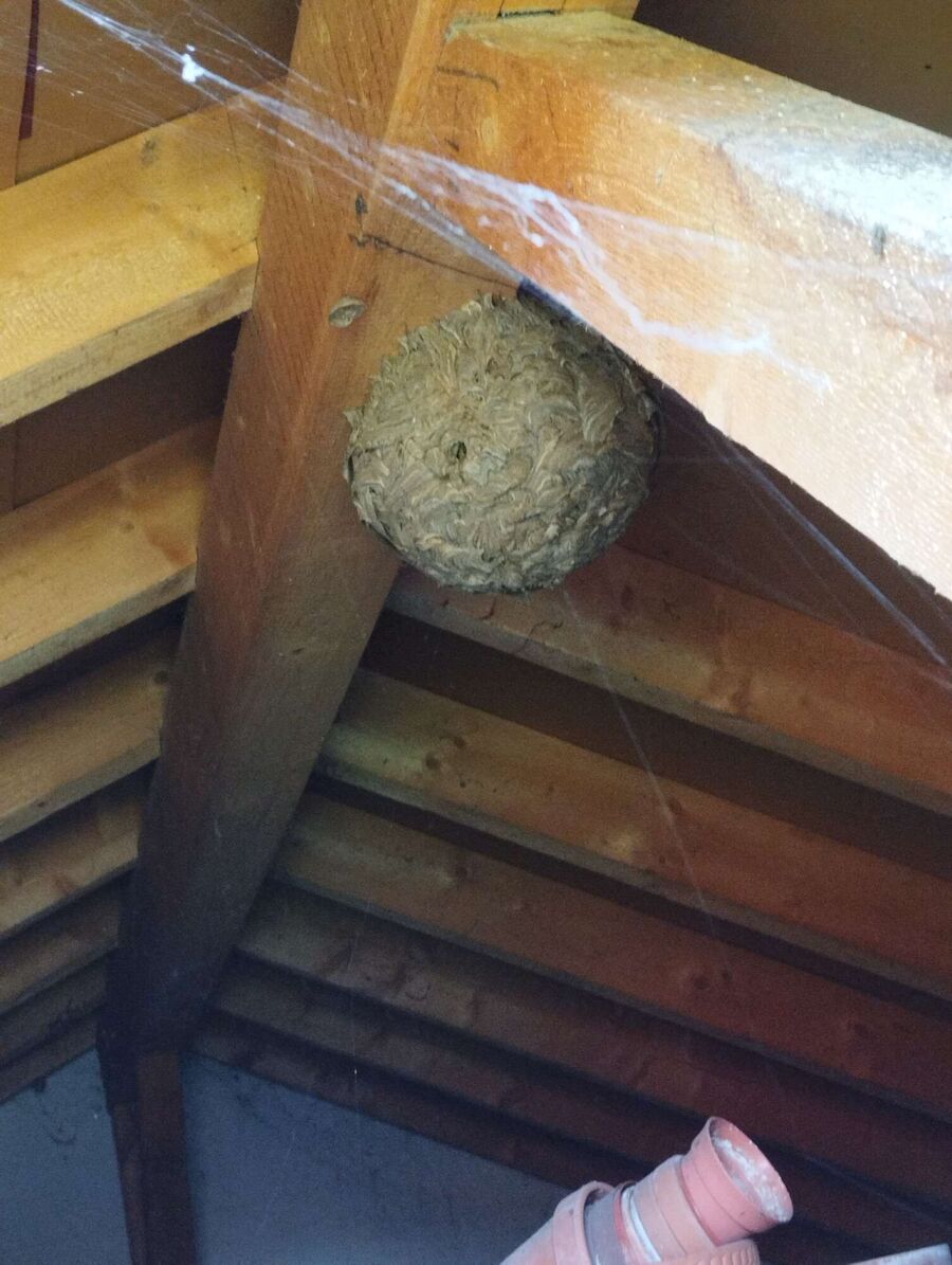 Relocate bees & remove bee nest