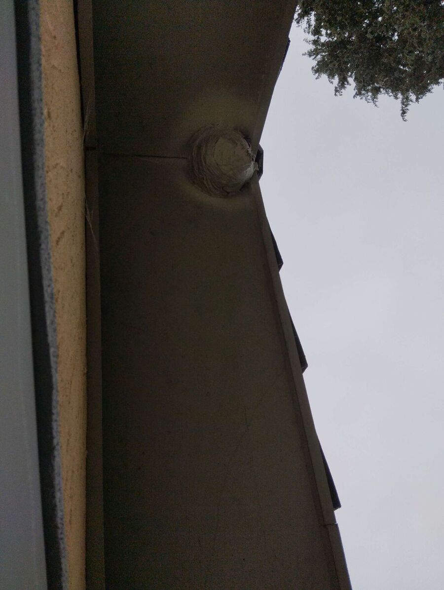 Bee nest at the house remove