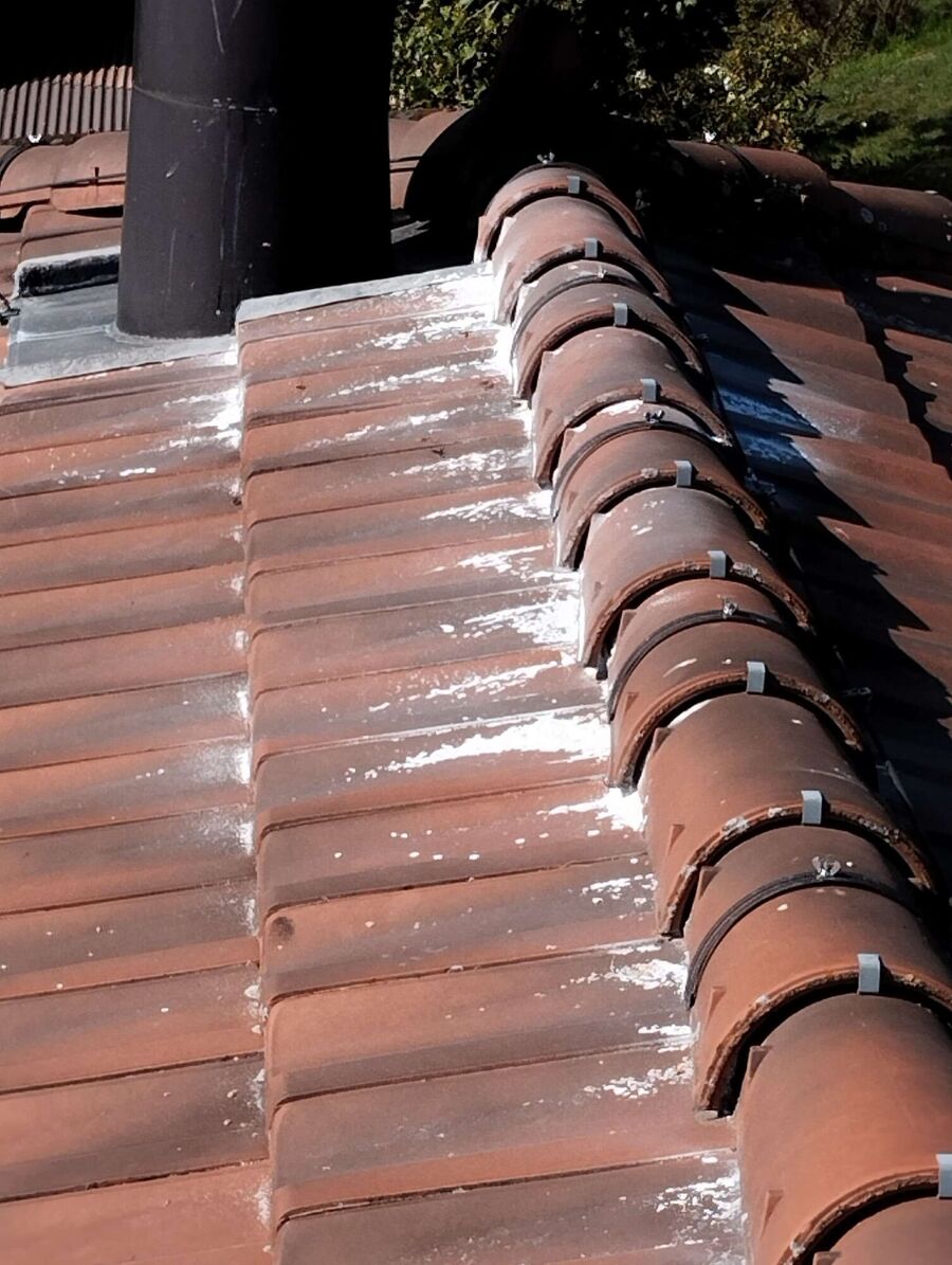 Relocate bees & remove bee nest