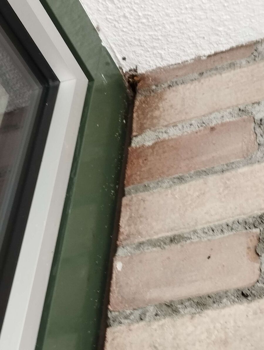 Relocate bees & remove bee nest