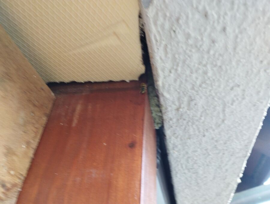 Relocate bees & remove bee nest