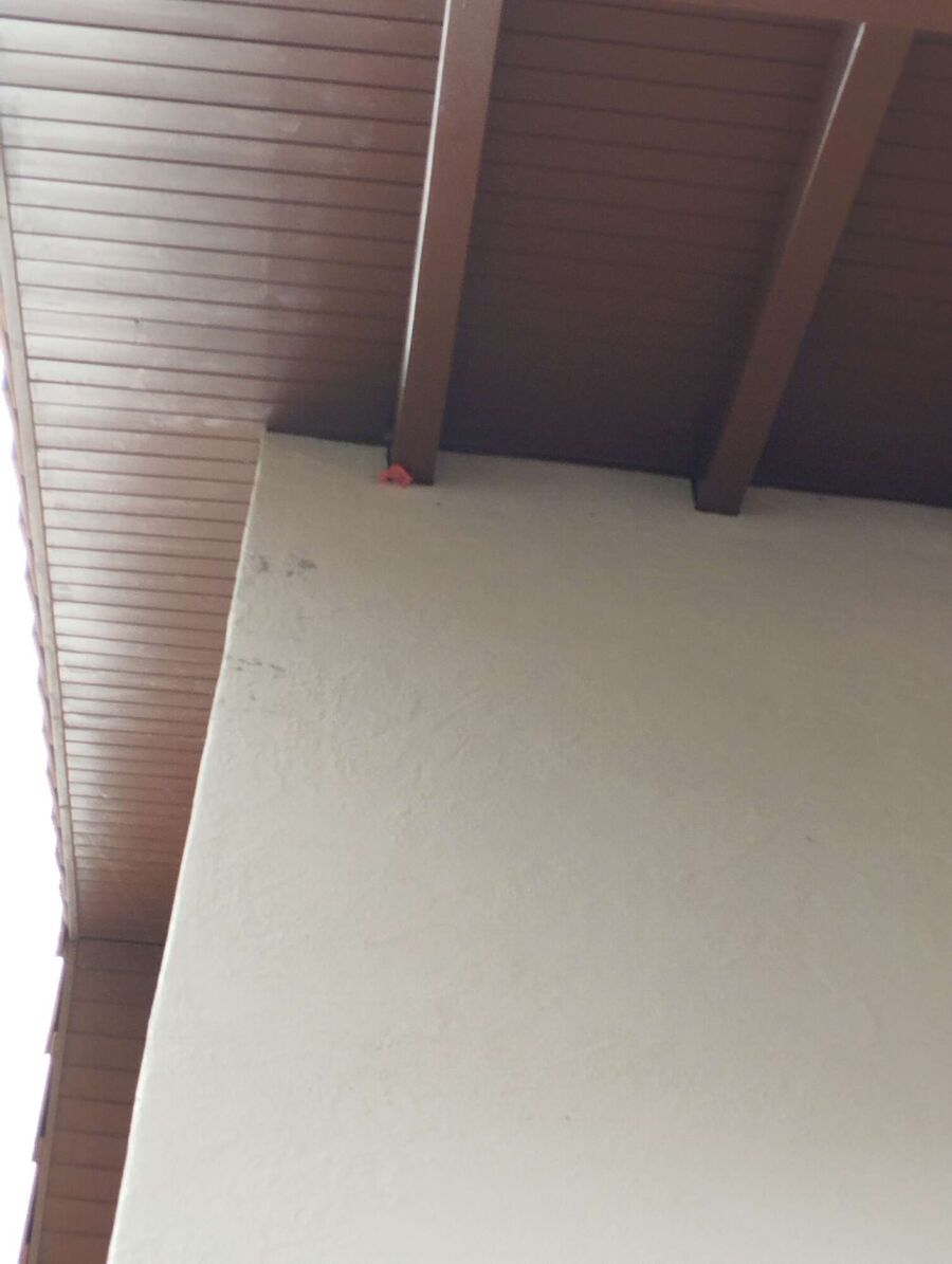 Relocate bees & remove bee nest