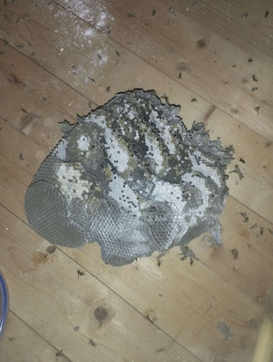 Bee nest at the house remove