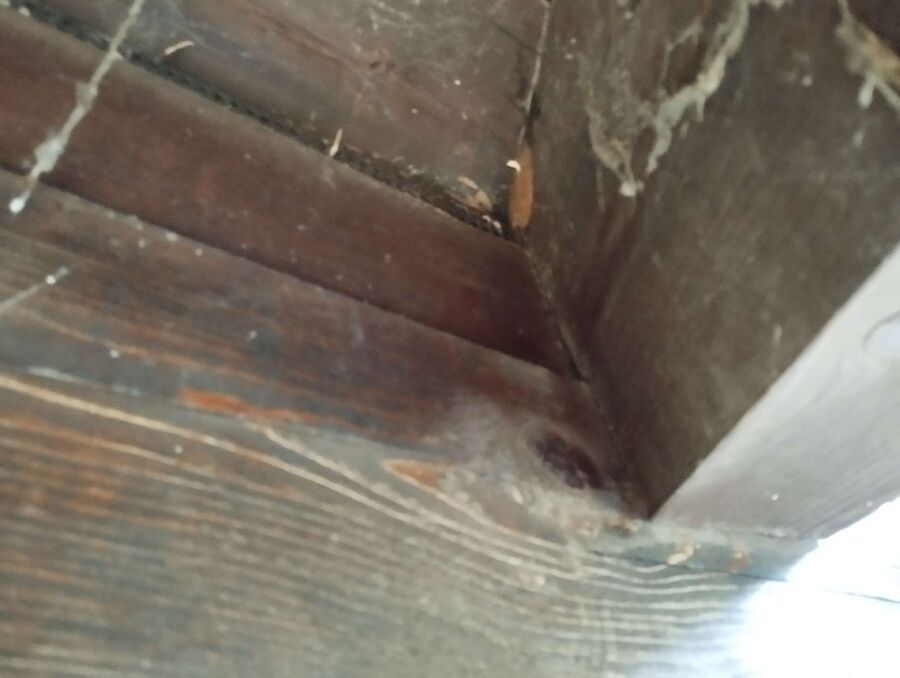 Bee nest at the house remove