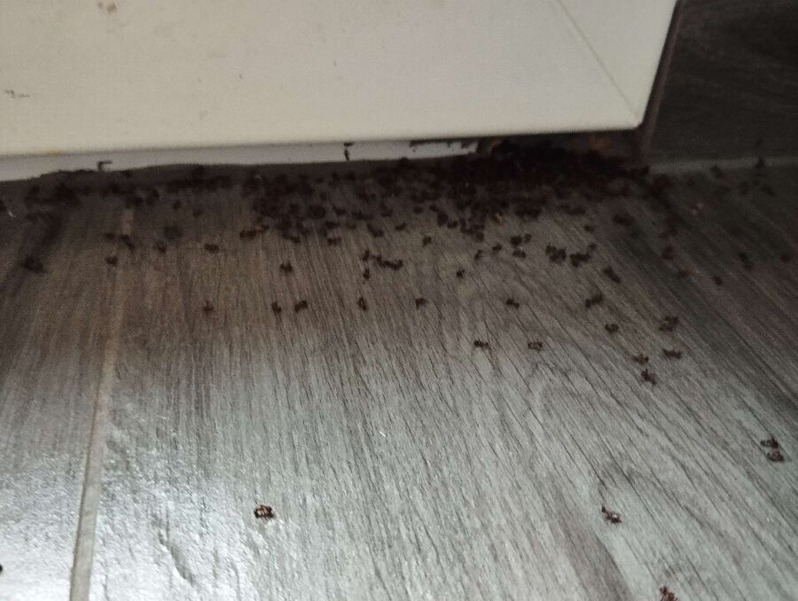 Bee nest at the house remove