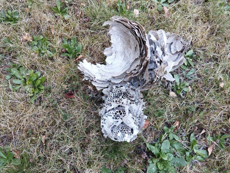 Bee nest at the house remove