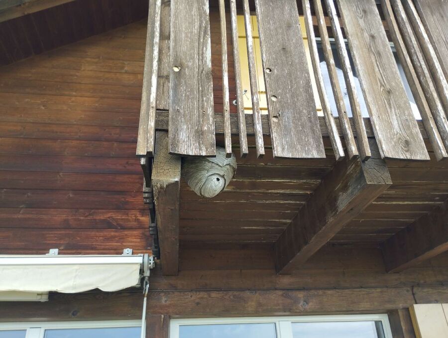 Bee nest at the house remove