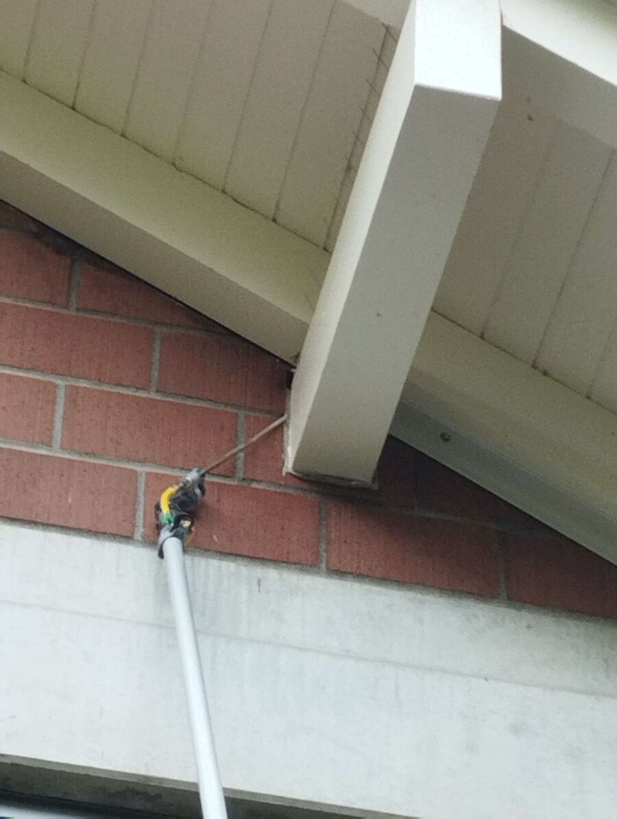 Bee nest at the house remove