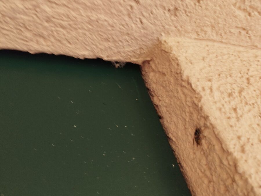 Bee nest at the house remove